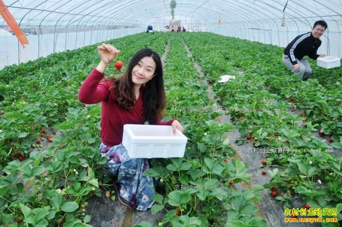 吉林集安:大棚种植草莓成农民致富好项目