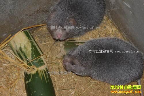 每只竹鼠利润170元 湖南桂东县李秀英养殖竹鼠好致富