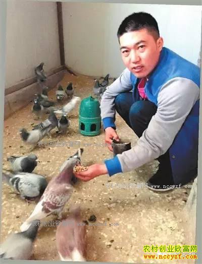 创业 | 添漫梁村的这位小伙靠养鸽实现冠军梦想,他是怎么做到的?