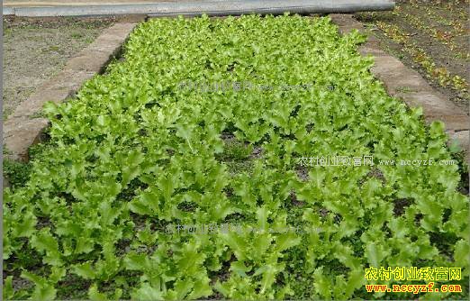 内蒙古扎兰屯刘丽丽大棚种野菜年入十几万的秘诀