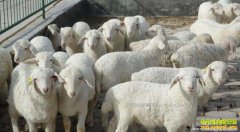 <b>内蒙古呼和浩特活肉羊收购价格一路上涨　每斤涨至9元</b>