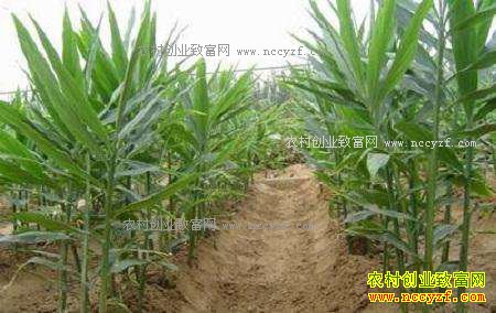 怎样种植生姜?生姜高产栽培技术要点