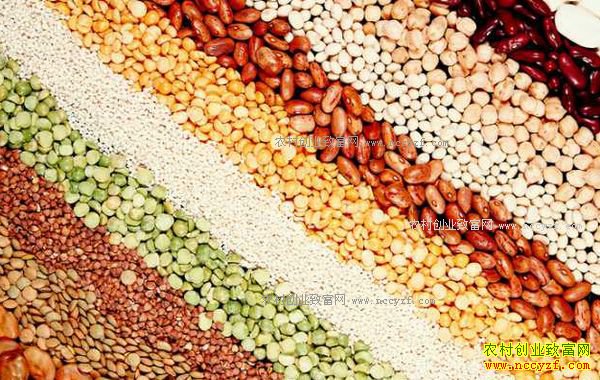 今年种什么粮食能赚钱:大豆、薯类、杂粮杂豆种植前景好