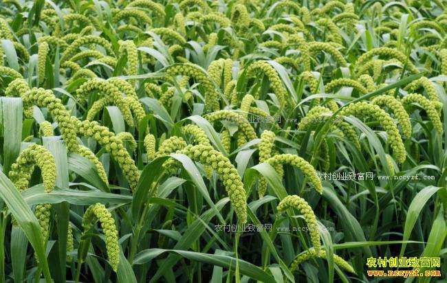 2017年种什么粮食好:大豆、薯类、杂粮杂豆种植前景好