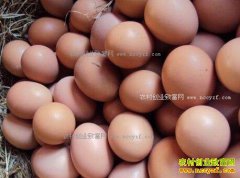 <b>山东鸡蛋价格及行情预测：烟台鸡蛋价格每斤2.5元 养殖户赔钱</b>