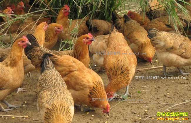 内蒙古扎鲁特旗张桂琴养殖笨鸡4个月利润7000元