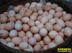 <b>山东烟台鸡蛋价格每斤2.78元 创近十年新低</b>