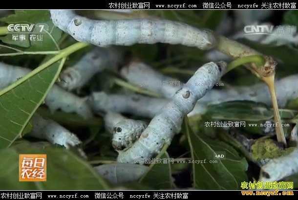 [每日农经]山西阳城县：大棚养蚕省力效益高