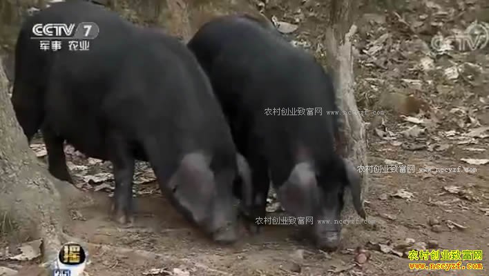 每日农经:爱游泳的金寨黑毛猪养殖效益高