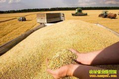 <b>新小麦价格多少钱一斤？2022.12.21全国小麦收购价格表</b>