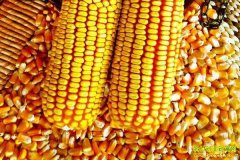 <b>今日玉米价格：2022.12.23全国玉米价格表</b>
