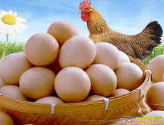 <b>今日蛋价：2023.5.29鸡蛋价格行情报价表</b>