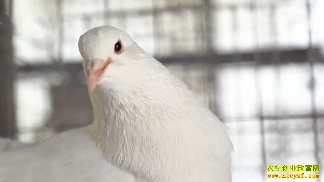 ¸طȫ