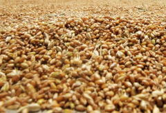 <b>新小麦价格多少钱一斤？2023.5.30全国小麦收购价格表</b>