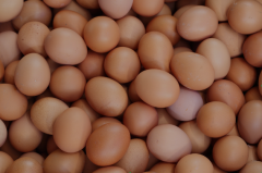 <b>2023.6.4齐鲁禽蛋报价山东鸡蛋价格行情</b>