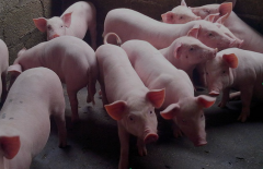<b>今年猪价如何走势，养猪赚钱吗？专家：2023年生猪市场不确定性较</b>