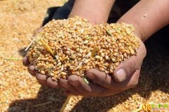 <b>新小麦价格多少钱一斤？2023.7.4全国小麦收购价格表</b>