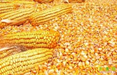 <b>今日玉米价格：2023.7.15全国玉米价格表</b>