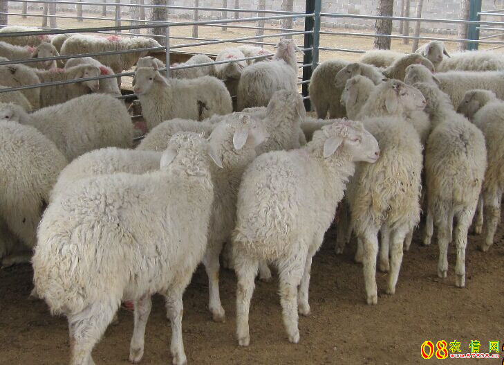 肉羊多少钱一斤？全国肉羊活羊价格行情