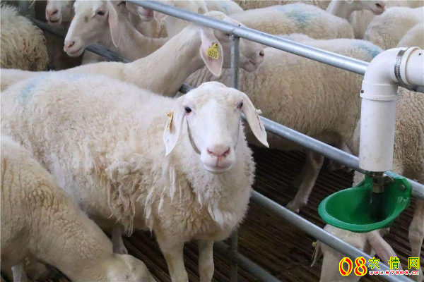 今年养羊的利润与成本是多少?如何养羊?