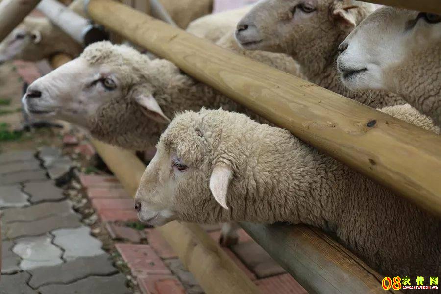 夏季水灾过后肉羊怎样饲养管理？