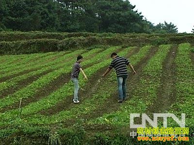 一亩半夏收入8000元,种植貌不惊人的半夏好赚钱