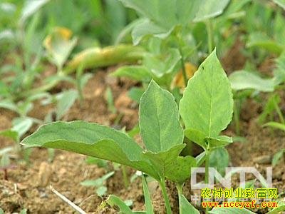 一亩半夏收入8000元,种植貌不惊人的半夏好赚钱