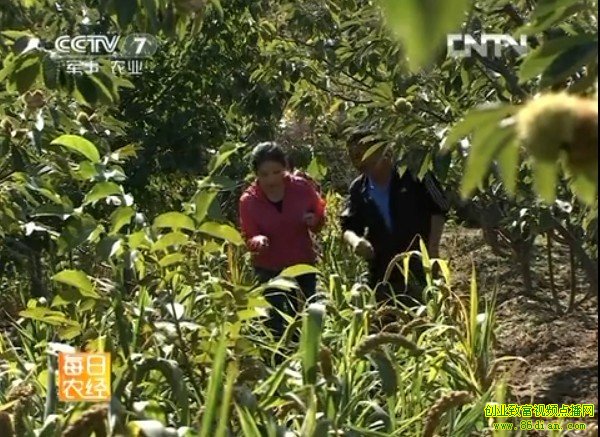 栗子种植视频