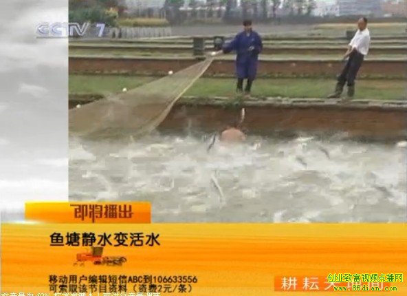养鱼技术