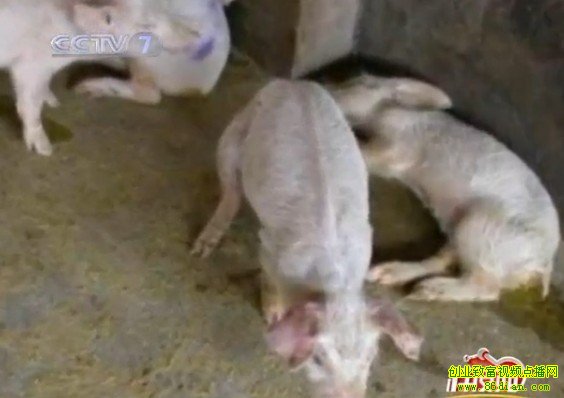 养猪视频