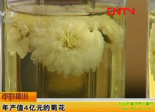 菊花种植