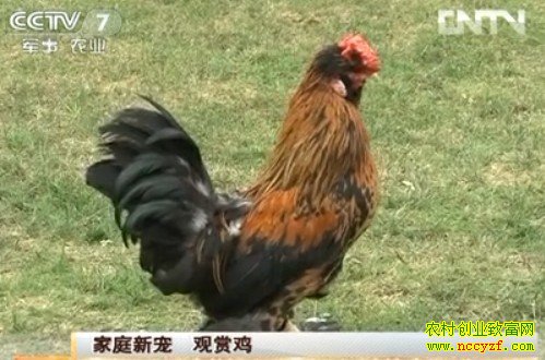 养鸡技术