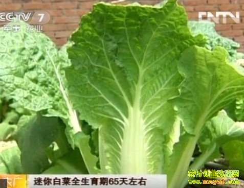白菜种植技术