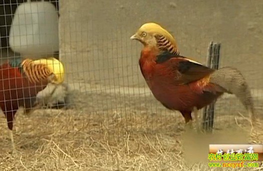 红腹锦鸡养殖