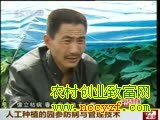园参的防病与管理技术