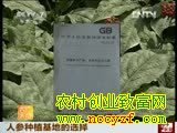 人参种植基地的选择