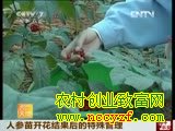 人参苗开花结果后的特殊管理