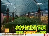 人参生长期的管理技术