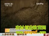 人参的育苗、播种技术