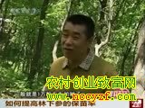 如何提高林下参的保苗率