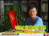怎样鉴别野山参
