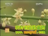 “相思豆”种植技术视频(20130415)
