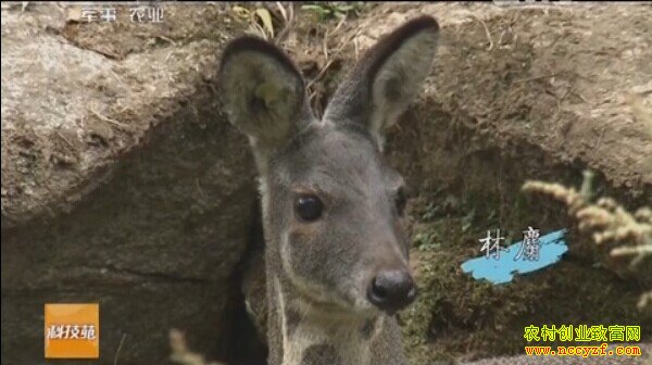 林麝养殖