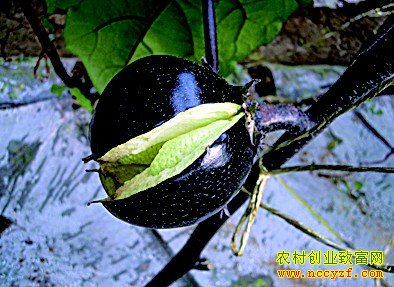 茄子裂果