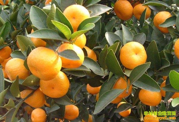 柳城蜜桔