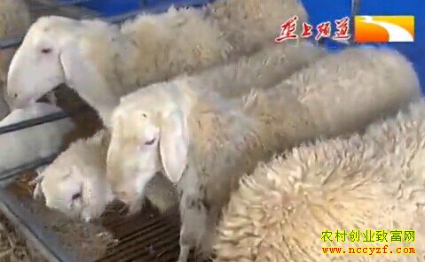 湖羊养殖