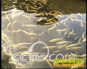 虹鳟鱼