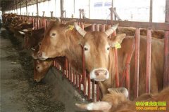 养牛成本高利润低 农户纷纷转行致肉牛短缺