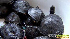 广东中山：养龟效益最好 需求量同比增15%
