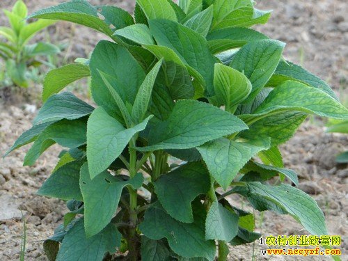 种植什么药材最赚钱